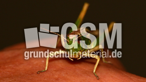 Gemeiner Grashüpfer (6).jpg